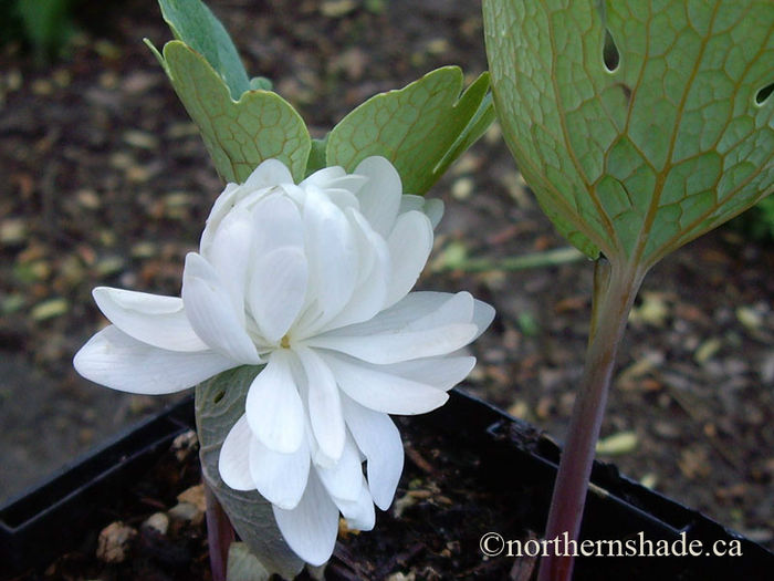 Sanguinaria-canadensis-f_multiplex-double-flower - minuni ale naturii create de Dumnezeu 3