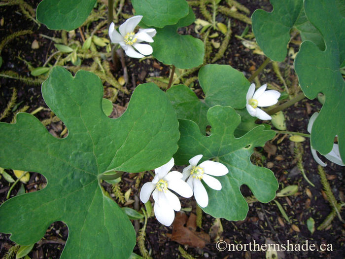 Sanguinaria-canadensis-single-white-flowers - minuni ale naturii create de Dumnezeu 3