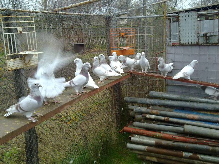 24112013925 - noutati porumbei 2013