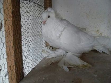 image - OBOS