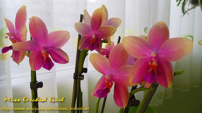 Phalaenopsis Sweet Memory Liodoro - Orhidee Phalaenopsis