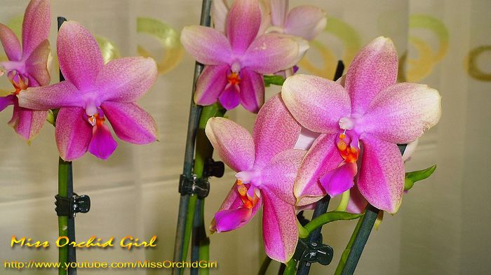 Phalaenopsis Sweet Memory Liodoro; Parfumata - floral, citrice
