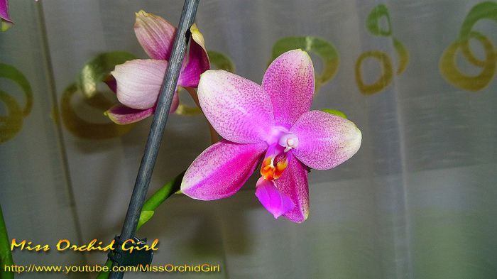 Phalaenopsis Sweet Memory Liodoro; Parfumata - floral, citrice
