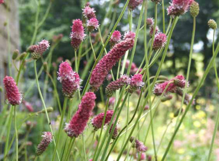 sanguisorba%20tenuifolia%20 - minuni ale naturii create de Dumnezeu 3
