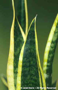 Sansevieria%20trifasciata - minuni ale naturii create de Dumnezeu 3