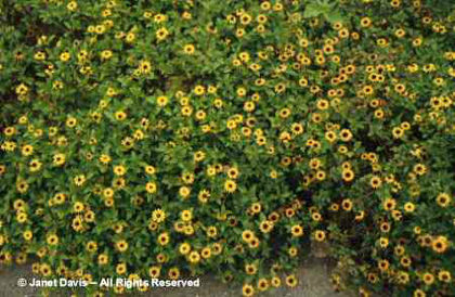 Santivalia%20procumbens%20 - minuni ale naturii create de Dumnezeu 3