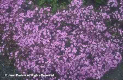 Saponaria%20ocymoides - minuni ale naturii create de Dumnezeu 3