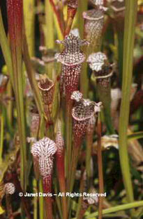Sarracenia%20leucophylla%20