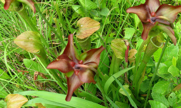 Sarracenia_jonesii_-_plants__flowers