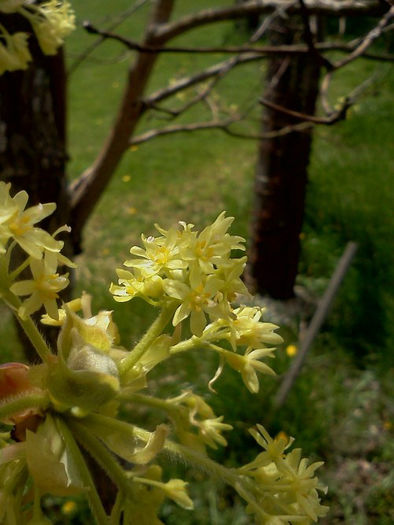Sassafras_albidum_flowers_resized