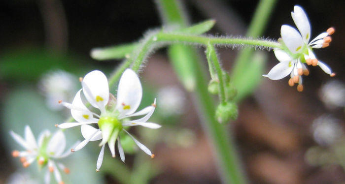 Saxifraga_micranthidifolia_blooms_close_up