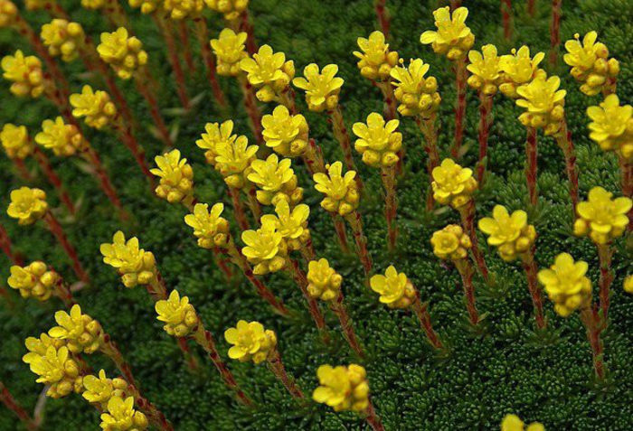 saxifraga-flowers