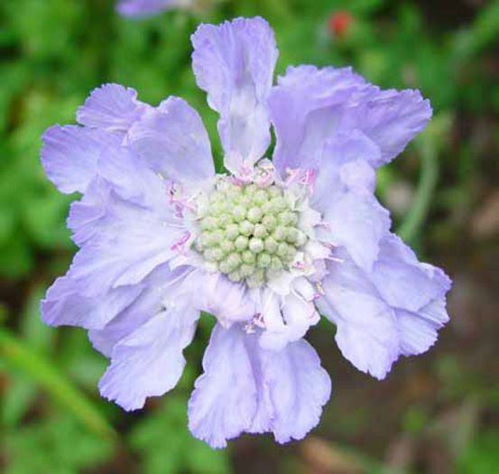 Scabiosa%20caucasica