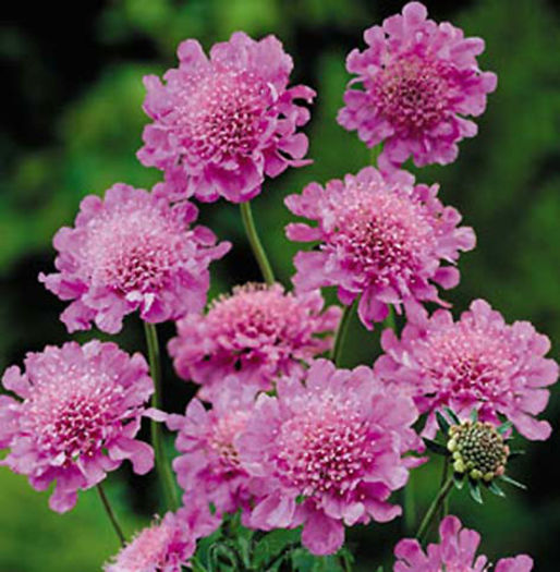 Scabiosa%20