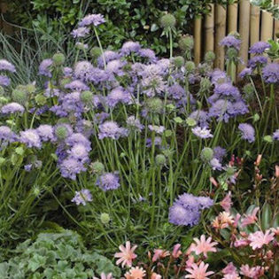 scabiosa_blue_note_2