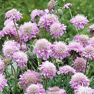 scabiosa_diamond_pink_22