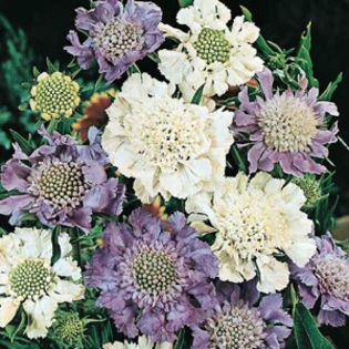 scabiosa_houses_hybrids_2