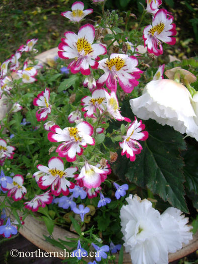schizanthus-rose-bicolor