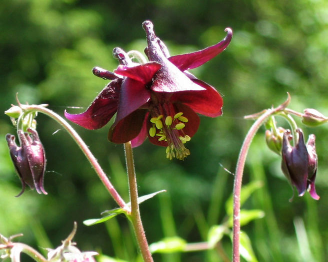 Schwarzviolette_Akelei_(Aquilegia_atrata)_02