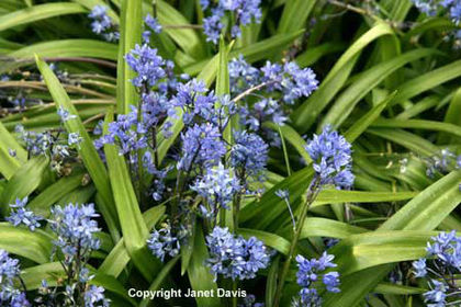 Scilla%20bithynica