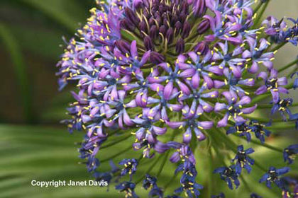 Scilla%20peruviana