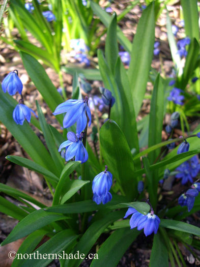scilla-siberica-blue-flowers-face-down