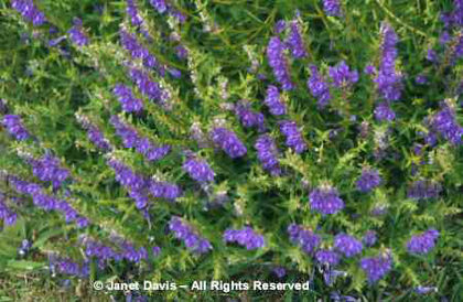 Scutellaria%20baicalensis