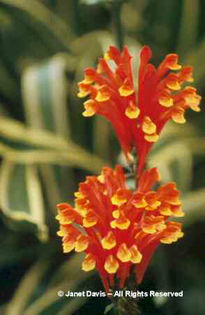 Scutellaria%20costaricana