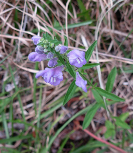 Scutellaria_integrifolia_Esther_web_DSCN2035_(2)_resized