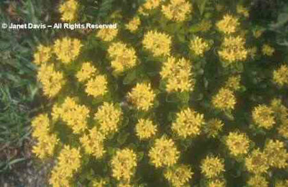 Sedum%20aizoon