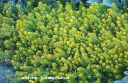 Sedum%20