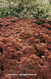 Sedum%20