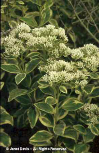 Sedum%20