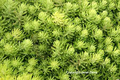 Sedum%20