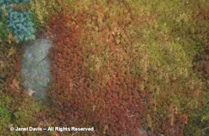 Sedum%20lydium