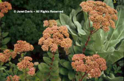 Sedum%20