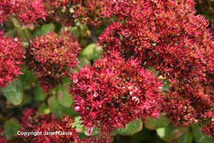Sedum%20