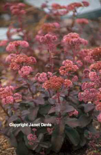 Sedum%20