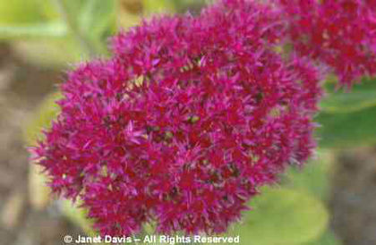 Sedum%20spectabile%20 - minuni ale naturii create de Dumnezeu 3