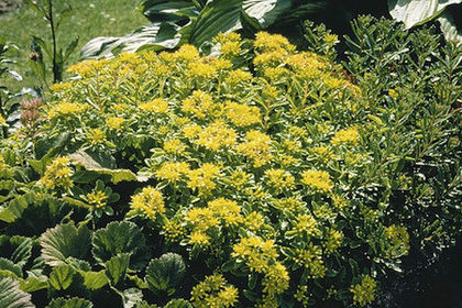 sedum_selsie_3x4_5 - minuni ale naturii create de Dumnezeu 3