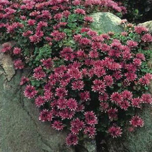 sedum_spurium_red_carpet_p2 - minuni ale naturii create de Dumnezeu 3
