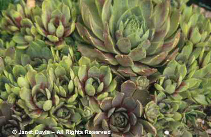 Sempervivum%20