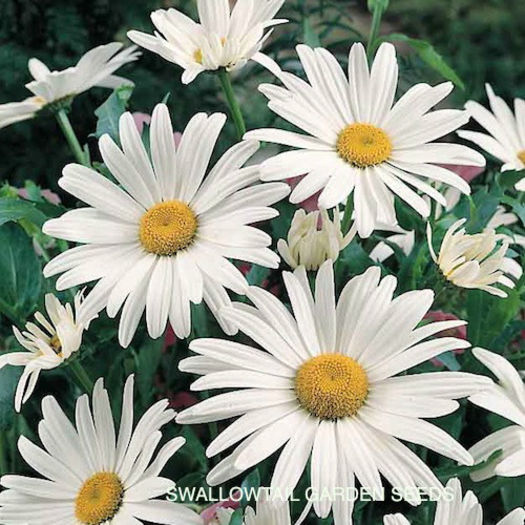 shasta_daisy_alaska_3 - minuni ale naturii create de Dumnezeu 3