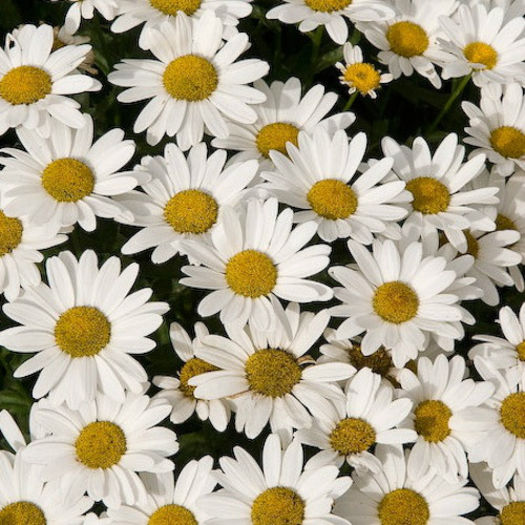 shasta_daisy_silver_princess_3 - minuni ale naturii create de Dumnezeu 3
