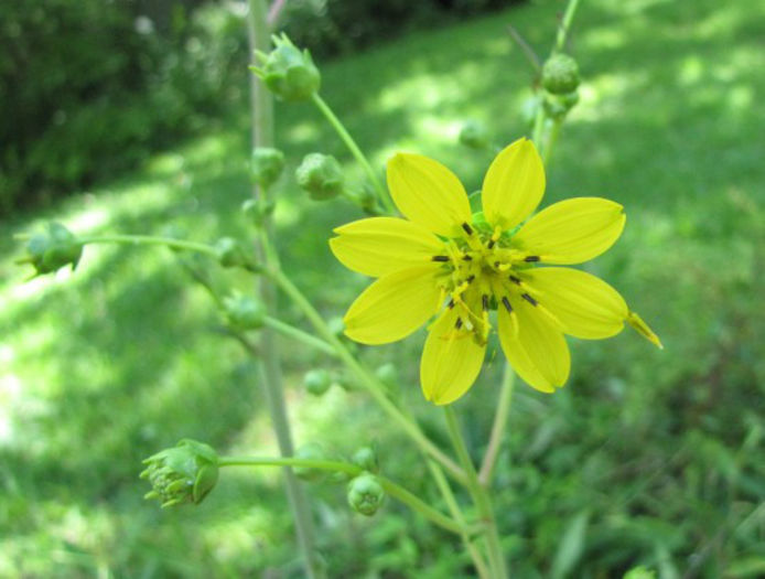 silphium_compositum_flower_web_Wilmington_2013_August_25_027_resized