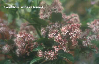 Skimmia%20japonica%20
