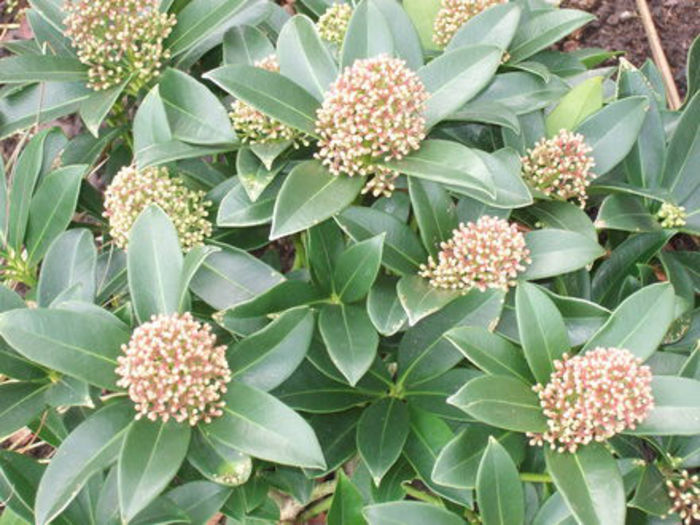 Skimmia_japonica__Fragrant_Cloud_