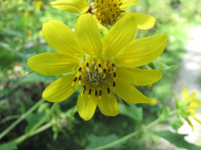 Smallanthus_uvedalius_flower_close-up_Wilmington_2012_August_31_022_web_resized
