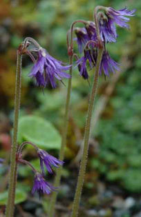 Soldanella%20montana