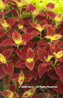 Solenostemon%20scuttelarioides%20